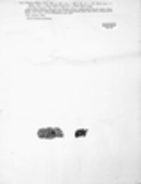 Stictis radiata image